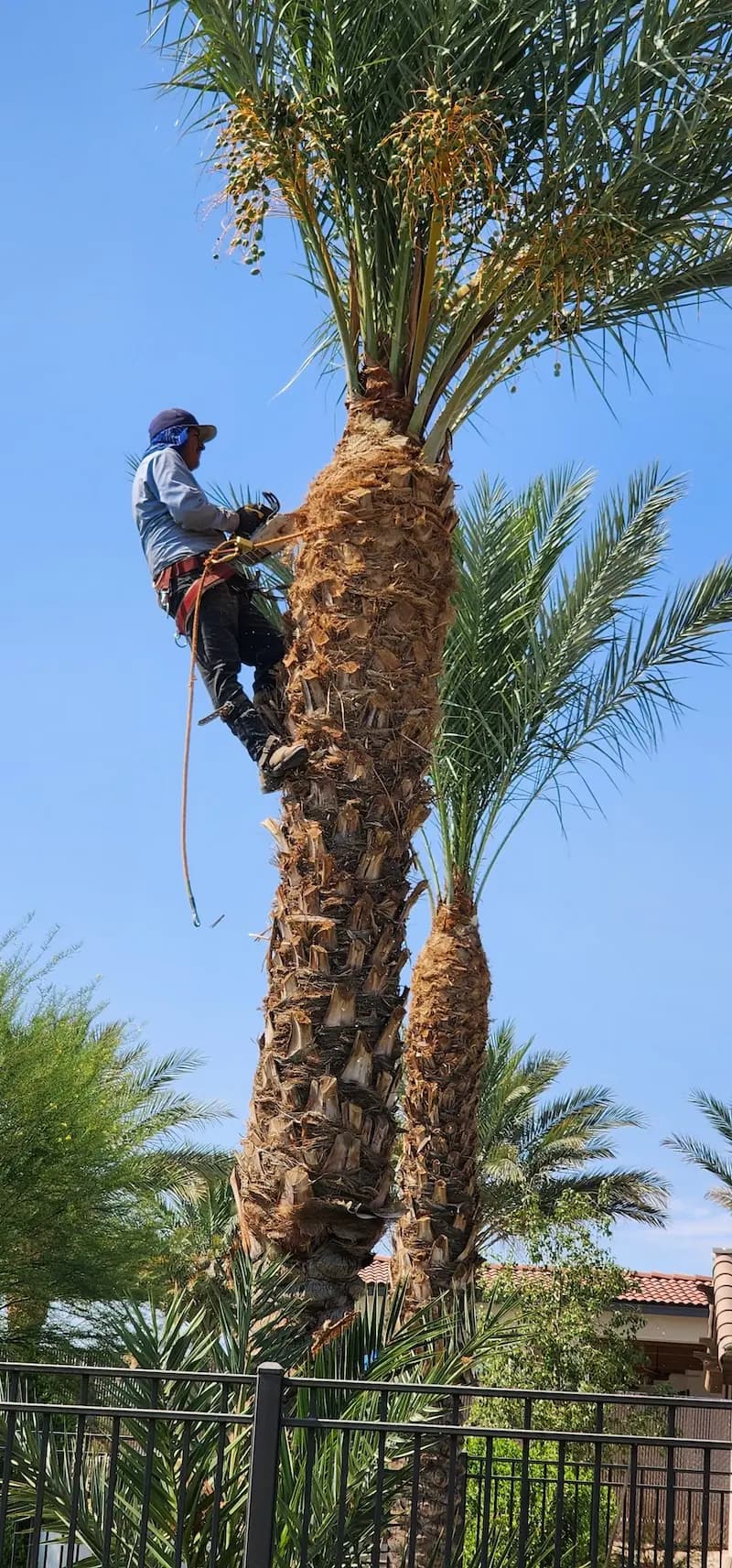 A worker strapped to a palm tree, making some adjustments to it.